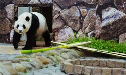 Japonya'da bir eğlence parkında bulunan 4 dev panda Çin'e geri dönüyor