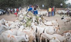 Kenya'daki kurban pazarlarında bayram hareketliliği