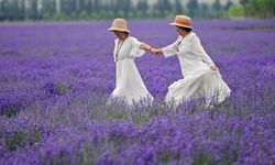 Çin'in Xinjiang bölgesinde düzenlenen lavanta turizm festivali ekonomik kalkınmaya destek oluyor