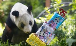 Meksika'nın başkenti Meksiko'da dev panda Xin Xin'in 35. yaş günü kutlandı