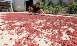 Çin'in Gangu ilçesi Sichuan biberi yetiştiriciliğiyle ön plana çıkıyor