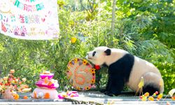 Çin'in Sichuan eyaletinde yaşayan dev pandalar Lin Xi ve Yi Jia için doğum günü partisi düzenlendi