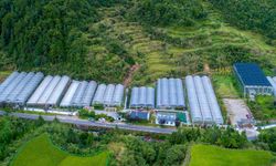 Çin'in Zhejiang eyaletinde sukulent ve yosun yetiştiriciliği kırsal ekonomiye canlılık katıyor