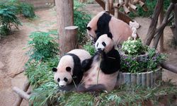 Güney Kore'de doğan dev panda ikizleri ikinci yaş günlerini kutladı