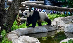 Moskova Hayvanat Bahçesi'nde dev panda Dingding'in sekizinci yaş günü kutlandı
