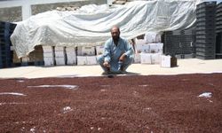Afganistan'da 8 milyon dolar yatırımla kuru üzüm işleme tesisi açıldı