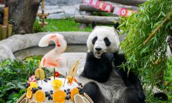 Rusya'nın ilk dev panda yavrusu Katyusha, Moskova Hayvanat Bahçesi'nde ikinci yaş gününü kutladı