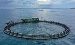 Çin'in Hainan eyaletinde orkinos yetiştiriciliği, balıkçılığın yüksek kaliteli gelişimini destekliyor