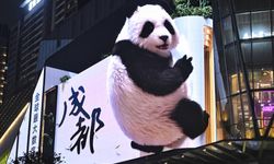 Çin'in Chengdu kentinde gözlüksüz izlenebilen üç boyutlu panda figürleri yoğun ilgi topluyor