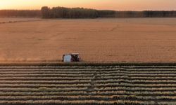 Çin'in Tangshan kentinde çiftçiler çeltik hasadına başladı
