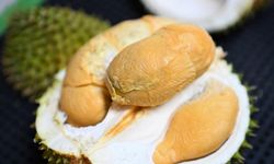 Malezya'dan Çin'e ihraç edilen durian meyvesi, iki ülke arasında yemek kültürünü güçlendiriyor