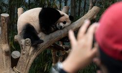 Güney Kore'de dev panda çifti Ai Bao ve Le Bao ziyaretçilerden yoğun ilgi görüyor