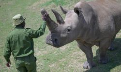 Kuzey beyaz gergedanı türünün son iki üyesi 'Najin' ve 'Fatu' Kenya'da koruma altında yaşıyor