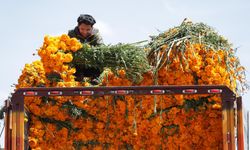 Meksika'da Ölüler Günü hazırlıkları kapsamında kadife çiçeği ve bal kabağı satışları hız kazandı