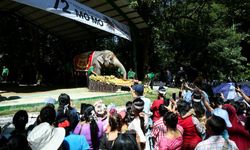 Myanmar'ın ünlü Asya fili Mo Mo, 72. yaş gününü kutladı