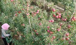 Çin'in Shapotou bölgesi elma üretim verimliliğini artırdı