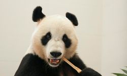 Çin Dev Panda Koruma ve Araştırma Merkezi'nin Mianyang üssü faaliyete geçti