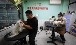 Çin'in Anshan kentinde evcil hayvan sektörü ekonomiye canlılık kazandırdı
