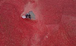 Çin'in Fuyuan kenti kızılcık üretiminde önemli bir merkez haline geldi