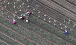 Çin'in Sandu kasabası, yaprak soğanı sektöründe entegre üretim modeli geliştirdi