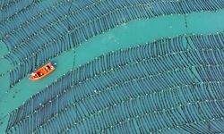 Çin'in Shandong eyaleti, 'mavi gıda deposunu' zenginleştirmek için deniz çiftlikleri kuruyor