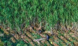 Çin'in Yiwu kentine özgü esmer şeker üretimi üç asırlık tarihiyle gelecek nesillere aktarılıyor