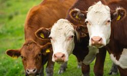 Çin, sığır eti ithalatına yönelik yürüttüğü soruşturmanın süresini uzattı