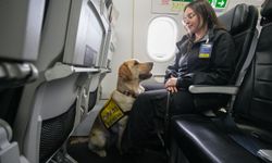 Kanada'da havalimanlarında engellilere destek olmaları için hizmet köpeklerine özel eğitim verildi