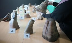 Singapur'da bugüne kadarki en büyük miktarda kaçak gergedan boynuzu ele geçirildi