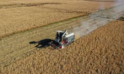 Çin'in 2025 tahıl üretimi 714 milyon tonu aşarak rekor kırdı