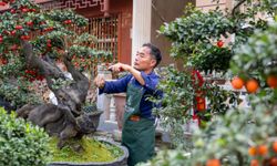 Çin'in Gaojiayan kasabasında bonsai yetiştiriciliği yerel ekonomiye canlılık kazandırıyor