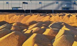 Çin'in Heilongjiang eyaletinin tahıl üretimi 82 milyon tonla rekor kırdı