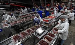 Çin'in Shanghai Limanı, yeni yıl öncesinde Şili'den rekor kiraz sevkiyatına hazırlanıyor