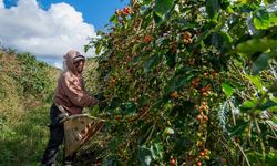 Laos'ta kahve çekirdeği hasat zamanı