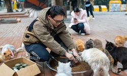 Çin'in Chongqing kentinde nehir kenarındaki bir parkta sokak kedileri özel bakım görüyor