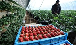 Çin'in çilek üretim üssü olan Donggang kenti 100.000'den fazla aileye istihdam sağlıyor