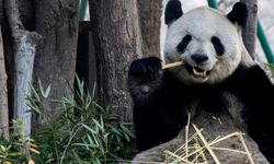 Çin'in Fuzhou kentinde dev pandalar ilk kez halkla buluştu