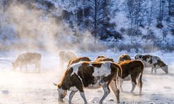 Çin'in İç Moğolistan bölgesinde sığır eti üretimi 1 milyon tonu aşarak rekor kırdı