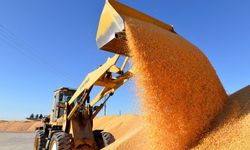 Çin'in tahıl üretimi 2025'te yaklaşık 715 milyon tonla rekor kırdı