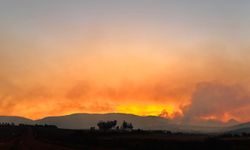 Güney Afrika'da orman yangınında 90.000 hektardan fazla alan zarar gördü