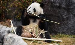 Japonya'daki dev pandalar Xiao Xiao ve Lei Lei, 27 Ocak'ta Çin'e geri dönecek