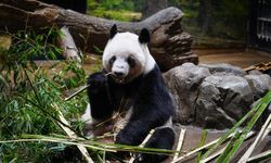 Japonya'daki iki dev panda 27 Ocak'ta Çin'e geri dönecek