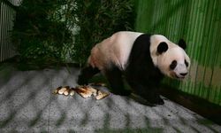Japonya'daki son iki dev panda Çin'e döndü