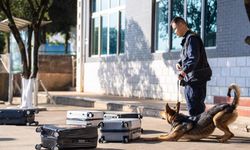 Çin'de 60 yılı aşkın sürede yetiştirilen Kunming köpeği kolluk kuvvetlerine yardımcı oluyor