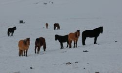 Moğolistan'ın 9 eyaleti ağır kış şartlarının etkisinde