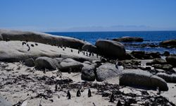 Nesli tükenmekte olan Afrika penguenleri kuş gribi tehdidiyle karşı karşıya