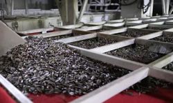 Tek bir çekirdekten ortak büyümeye: Çin ayçiçeği çeşitleri Türkiye'de kök saldı