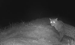 Kamboçya'da balıkçı kedisi yıllar sonra yeniden görüntülendi