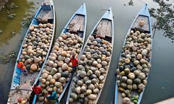 Bangladeş'te balkabağı hasadı renkli görüntüler oluşturdu