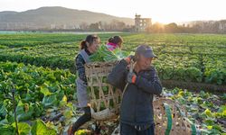 Çin'de baharın başlangıcı kabul edilen 'Lichun' tarımsal faaliyetlere ivme kazandırdı